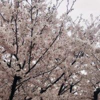 満開の桜 1