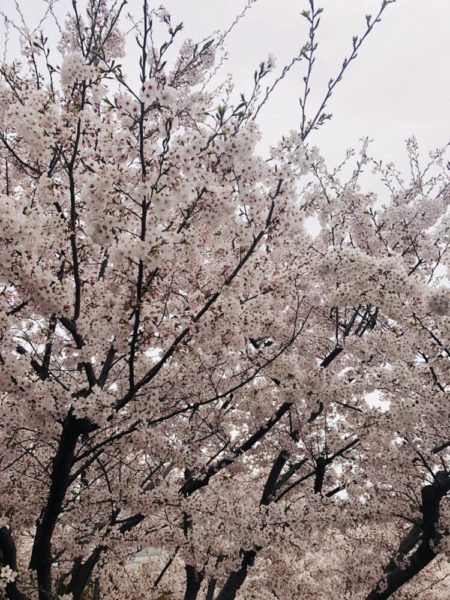 満開の桜 1