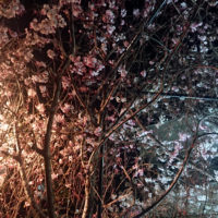 枝垂桜とソメイヨシノ