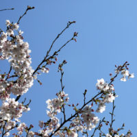 桜と青空