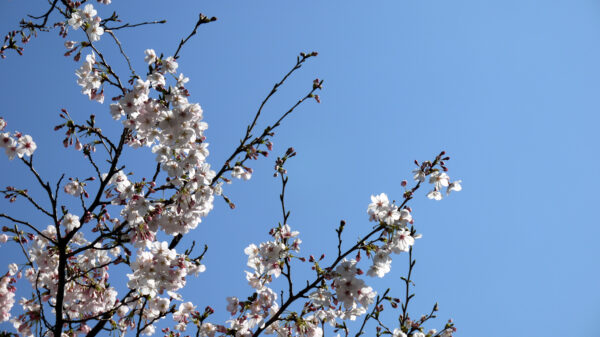 桜と青空