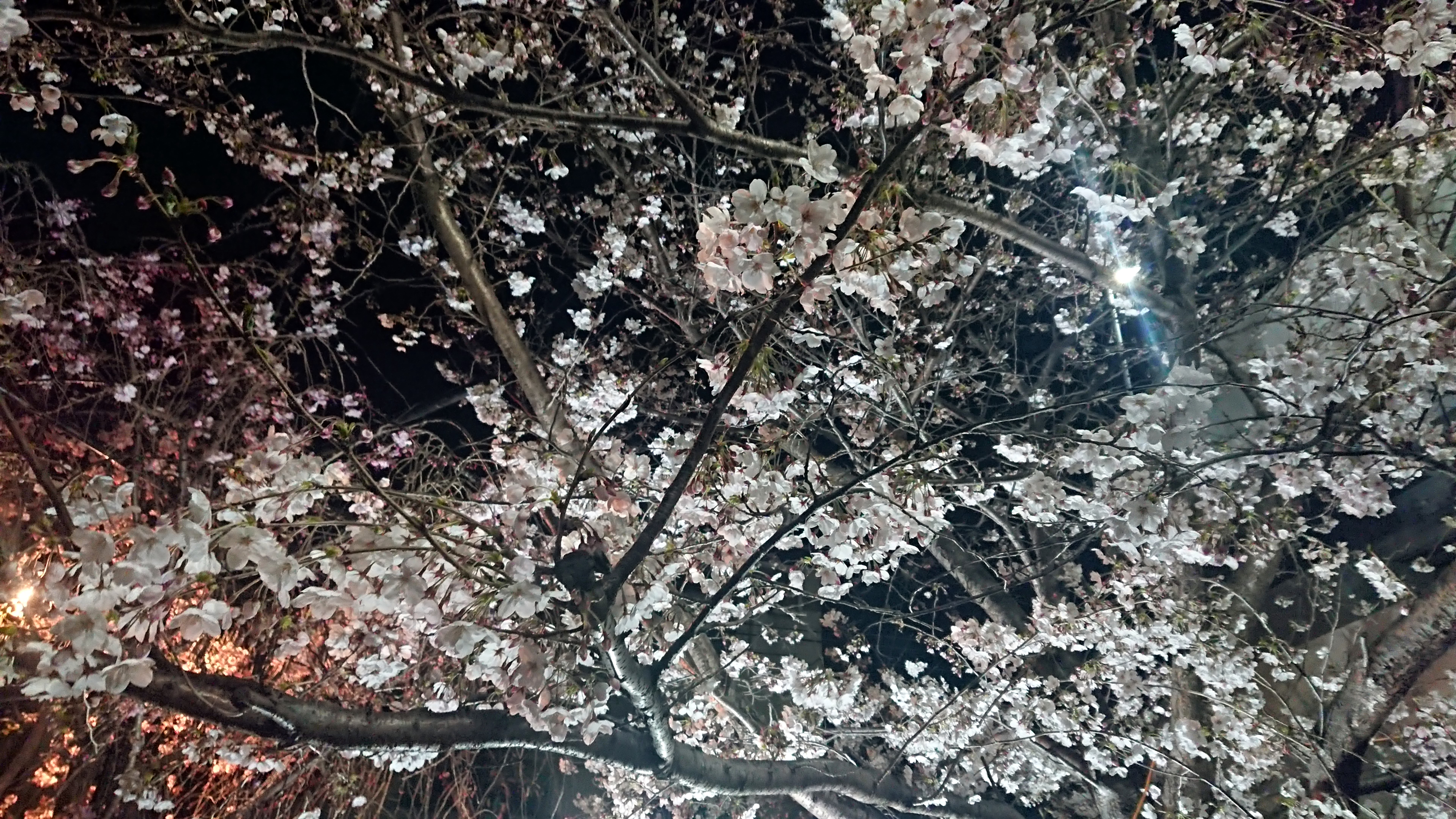 夜桜 1 無料写真 フリー素材のダウンロードサイト もある