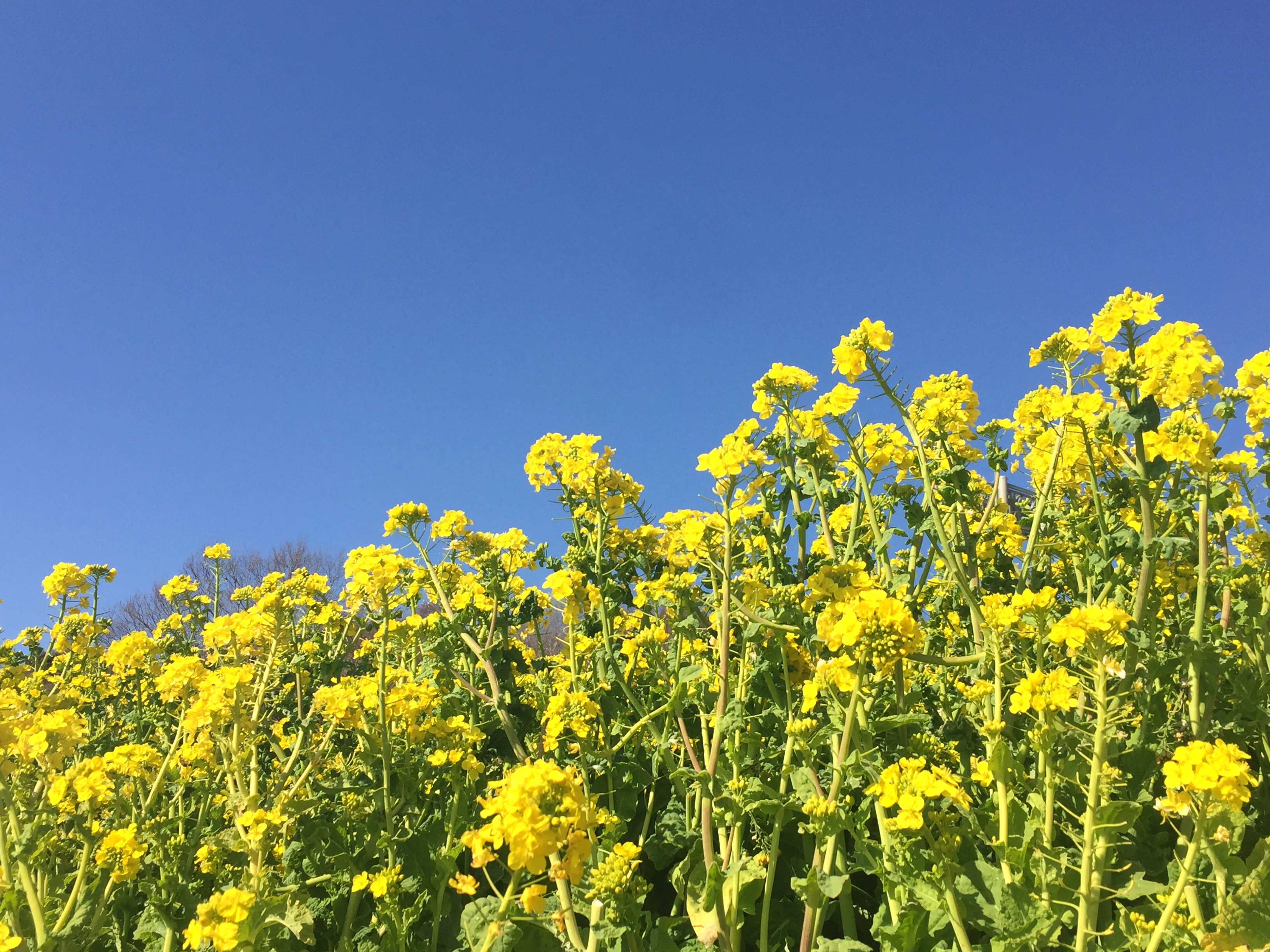 青空と菜の花畑 2 無料写真 フリー素材のダウンロードサイト もある