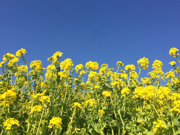 青空と菜の花畑 1