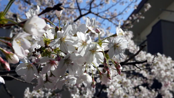 桜（ソメイヨシノ）