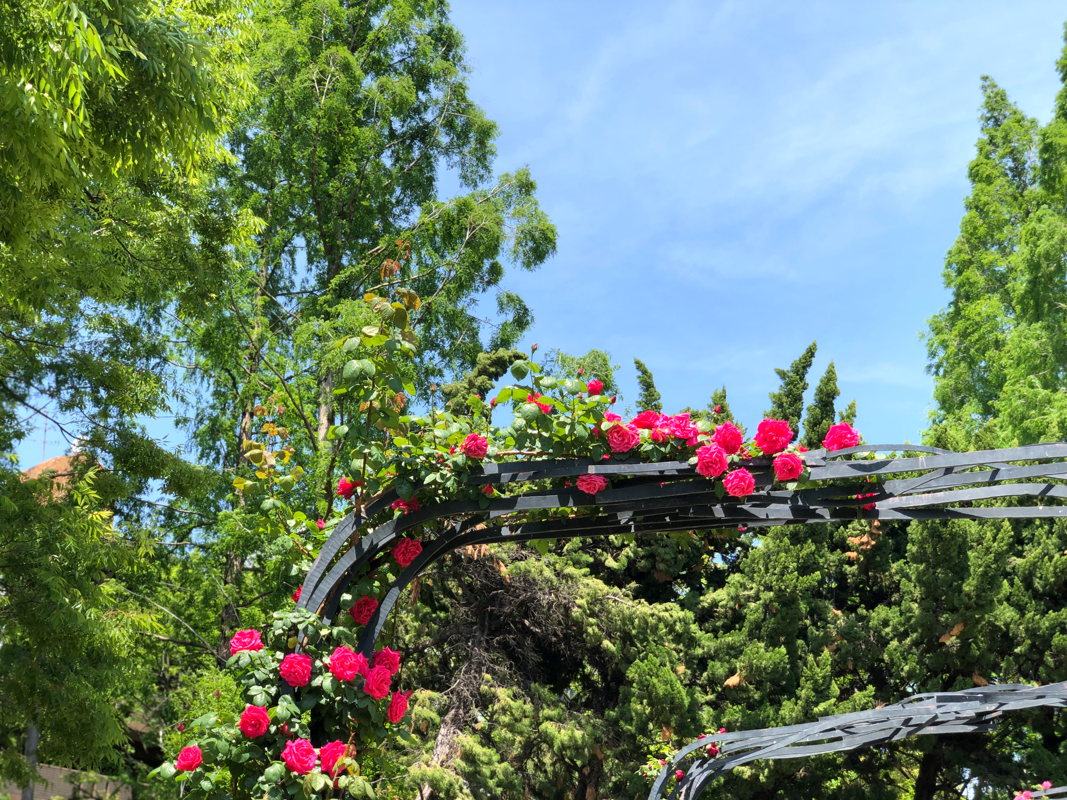 靭公園のバラ園 1 無料写真 フリー素材のダウンロードサイト もある