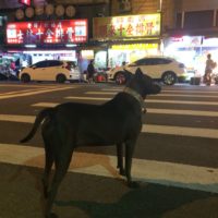 かっこいい犬in台湾