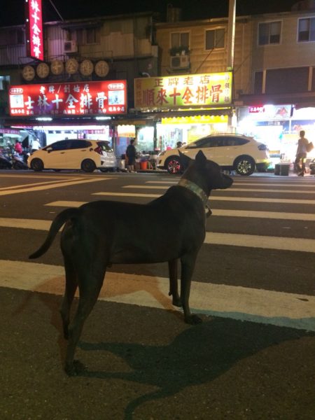かっこいい犬in台湾