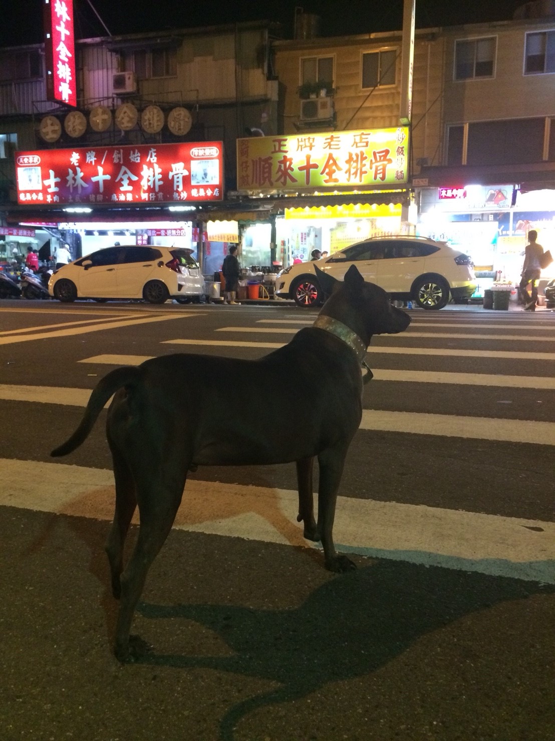 かっこいい犬in台湾 無料写真 フリー素材のダウンロードサイト もある