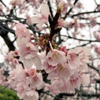 桜　近距離