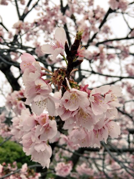 桜　近距離