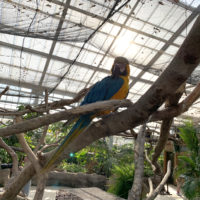 カラフルな鳥ルリコンゴウインコ 1