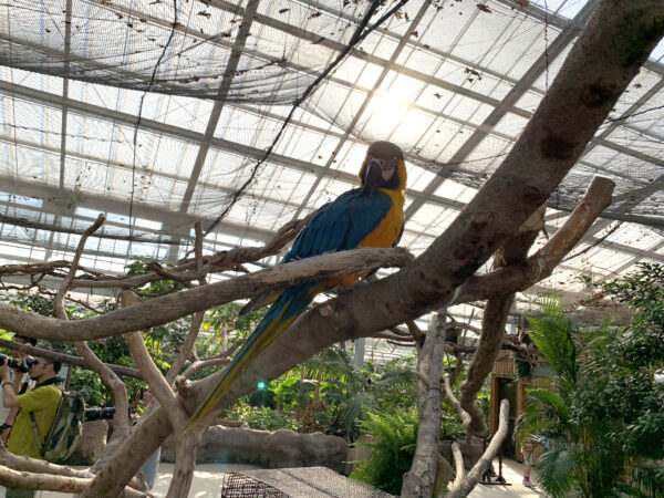 カラフルな鳥ルリコンゴウインコ 1