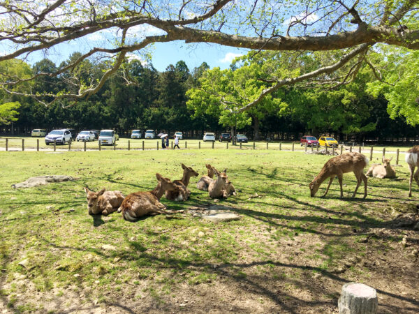 奈良公園の鹿 無料写真 フリー素材のダウンロードサイト もある