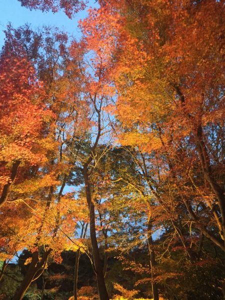 須磨離宮公園 紅葉 3