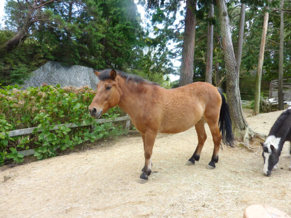 小さい馬ポニー 1