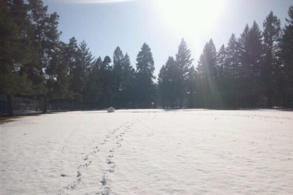 雪　誰かの足跡