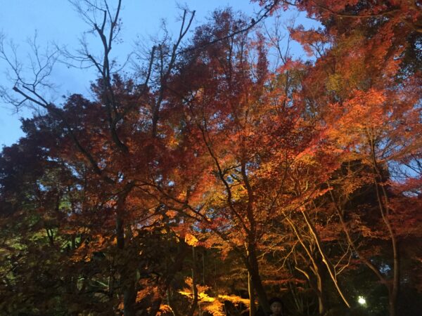 須磨離宮公園 紅葉 2