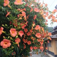 薄紅色の花