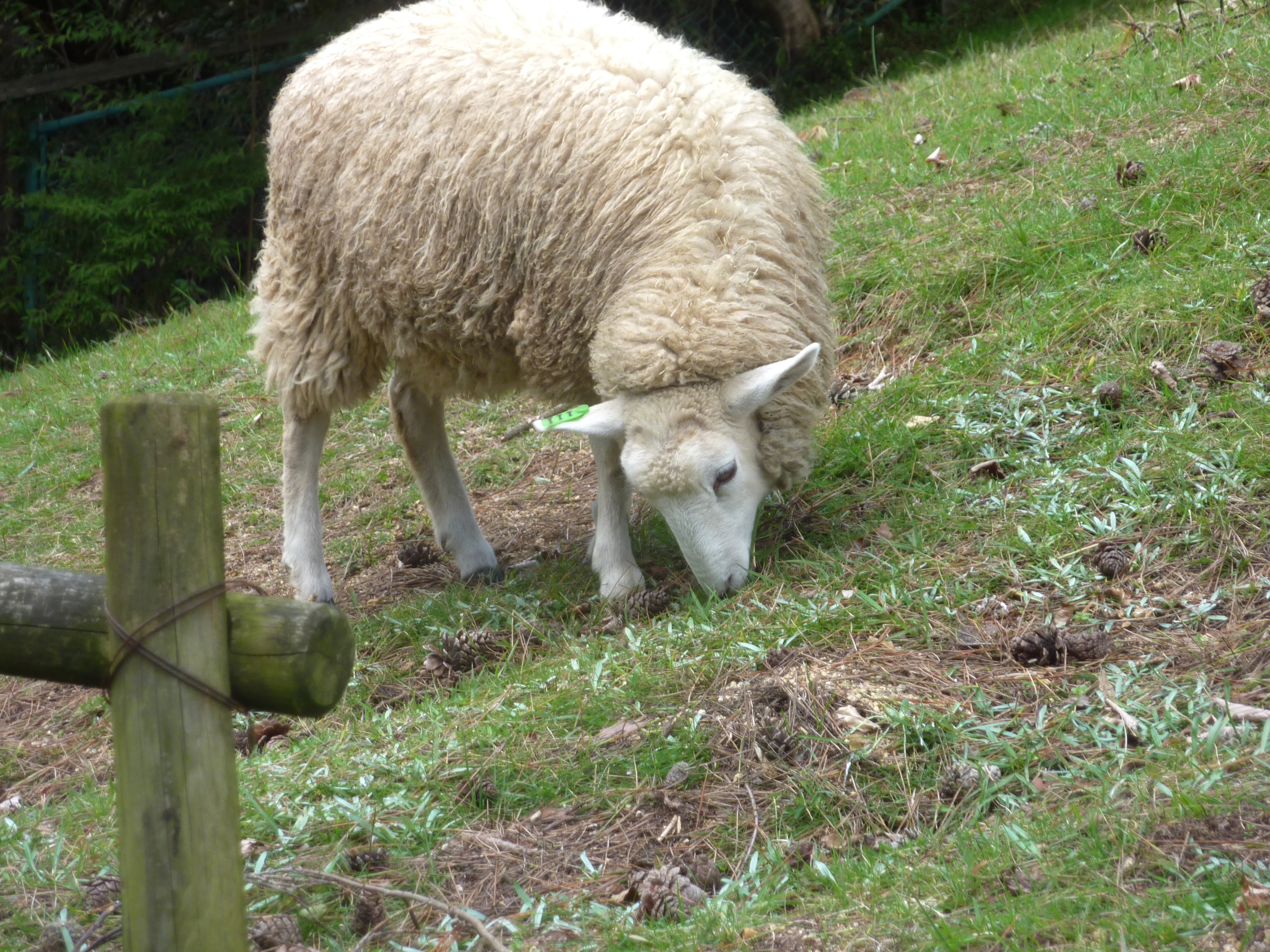 草を食べる羊 1 無料写真 フリー素材のダウンロードサイト もある