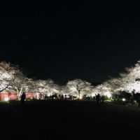 万博記念公園の夜桜