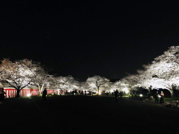 万博記念公園の夜桜