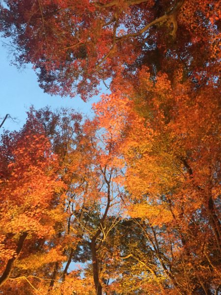 須磨離宮公園 紅葉 4