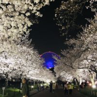 夜桜と観覧車