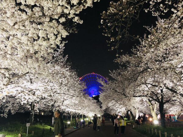 夜桜と観覧車