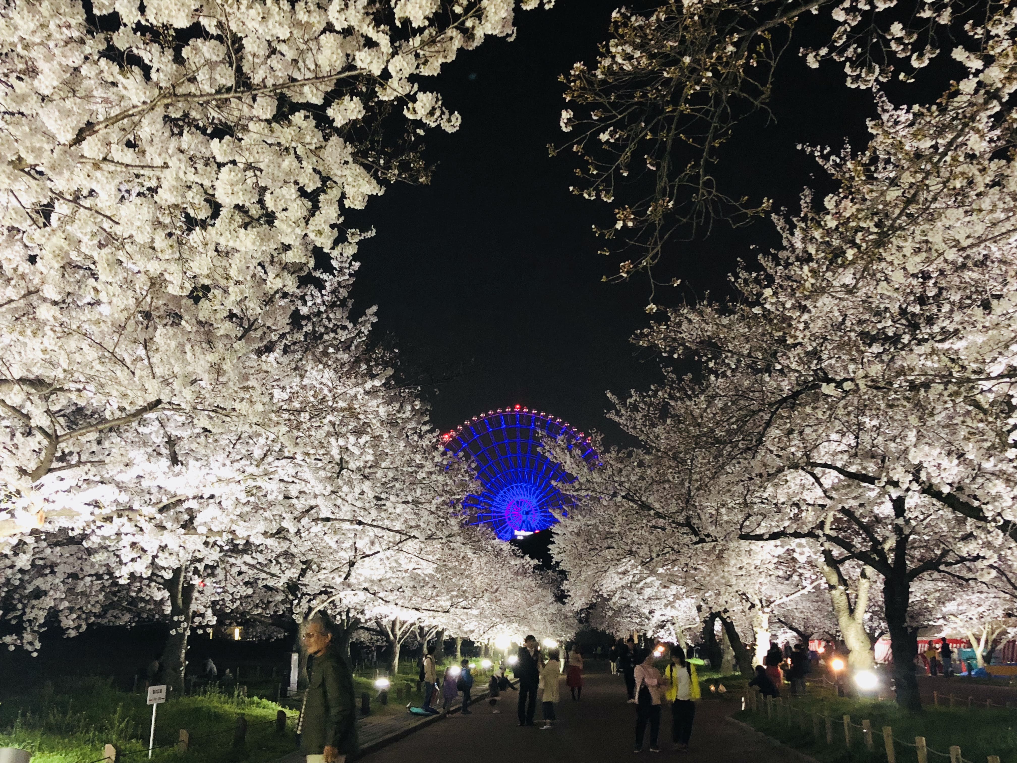 万博記念公園の夜桜と観覧車 無料写真 フリー素材のダウンロードサイト もある
