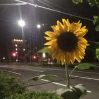 夜に元気なひまわり