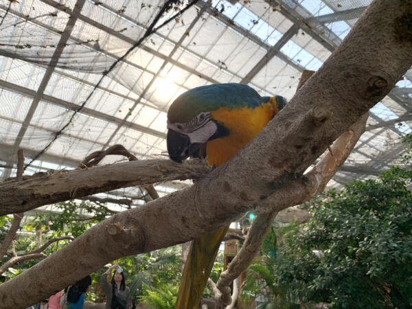 カラフルな鳥ルリコンゴウインコ 1