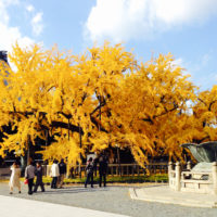 紅葉 1