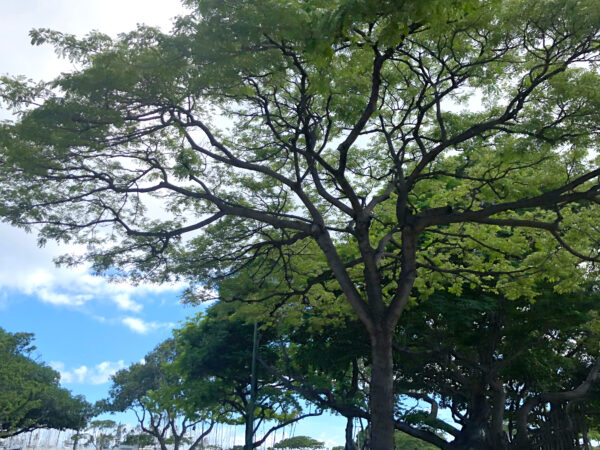 植物と空 1