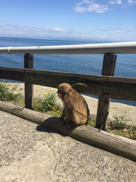 淡路島の猿 3