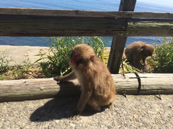 淡路島の猿 2