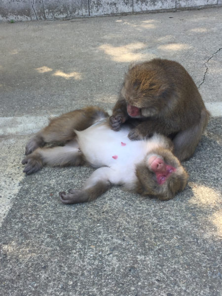 淡路島の猿 1