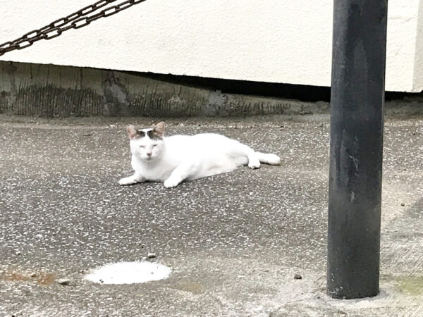 北野猫 4