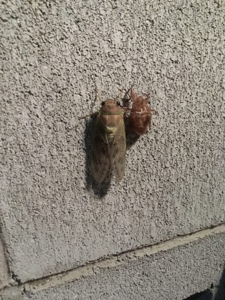 蝉　羽化