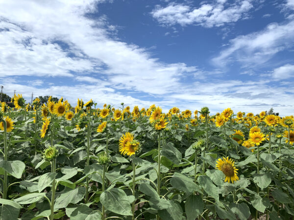 ひまわりと青空 5 無料写真 フリー素材のダウンロードサイト もある