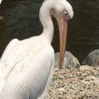 横顔がイケメンなモモイロペリカン