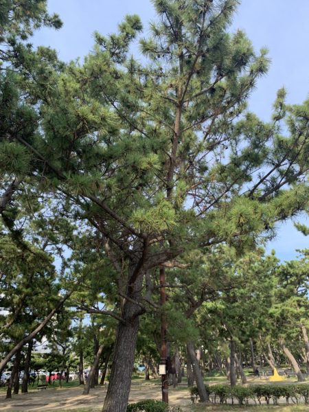 須磨海浜公園の松 4