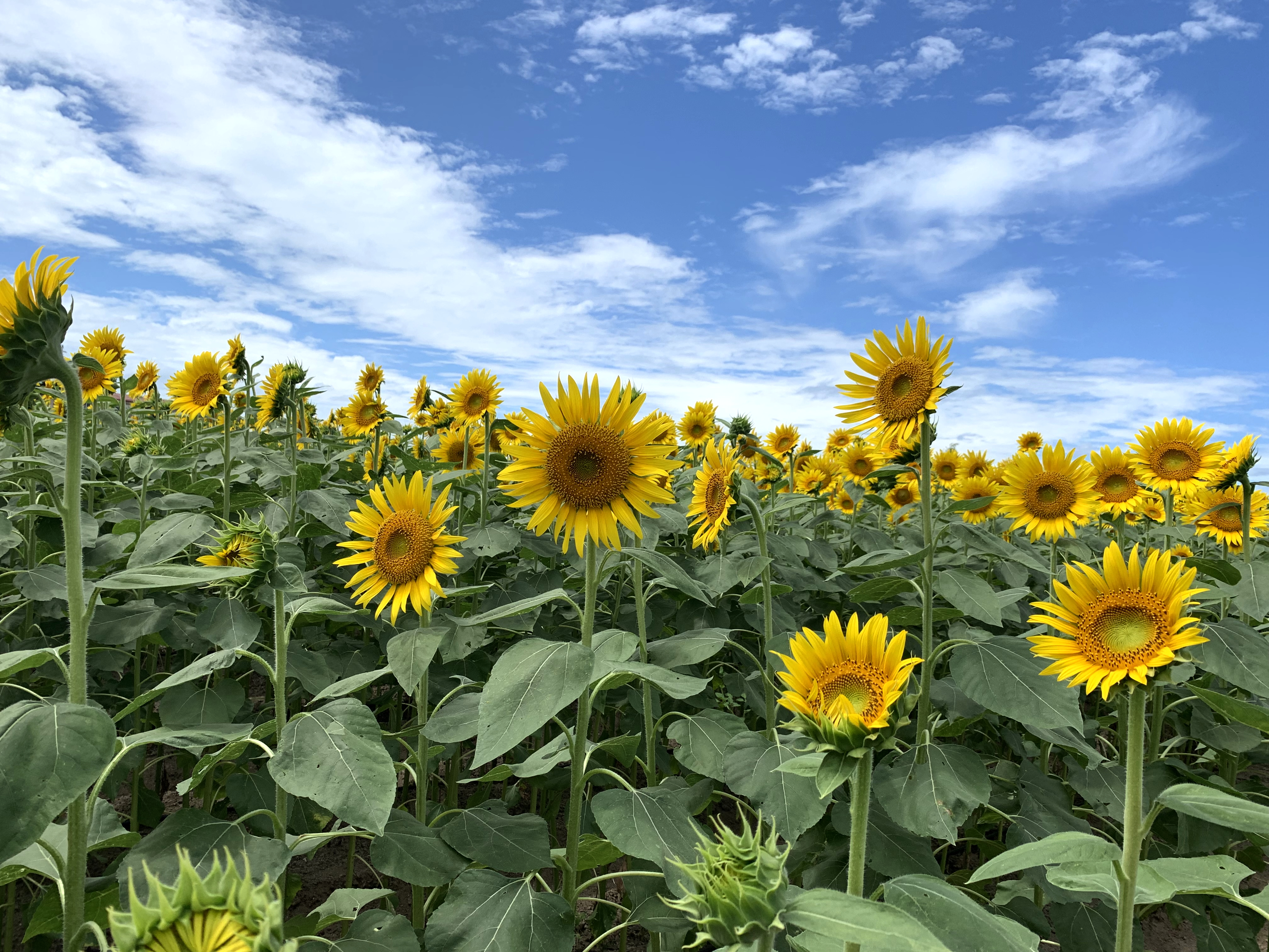 ひまわりと青空 7 Free Photo Material Download Site There Is Also