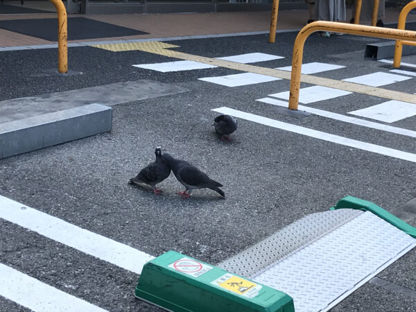 鳩 2