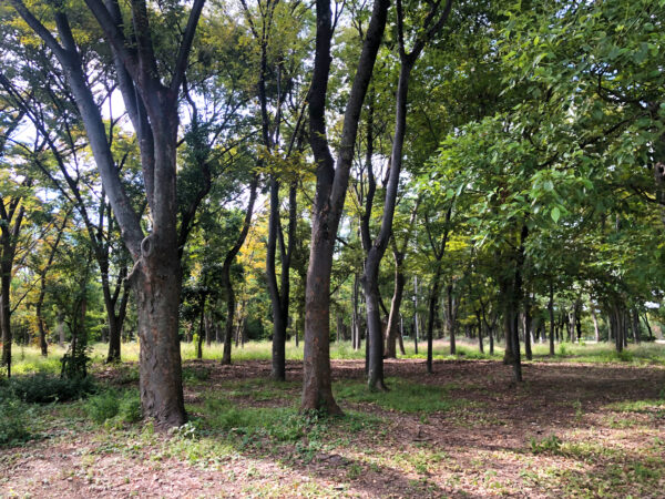 公園の森林 2