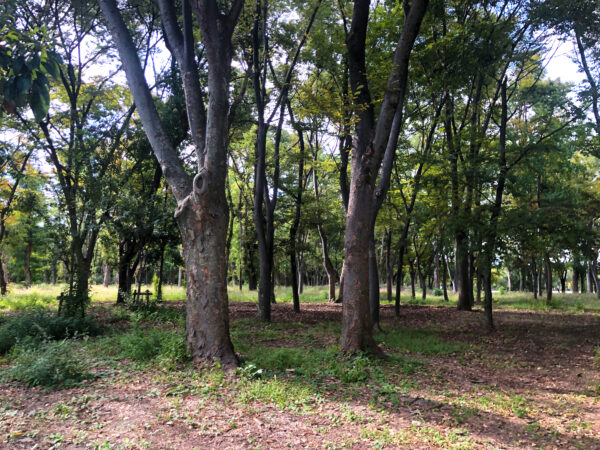 公園の森林 3 無料写真 フリー素材のダウンロードサイト もある