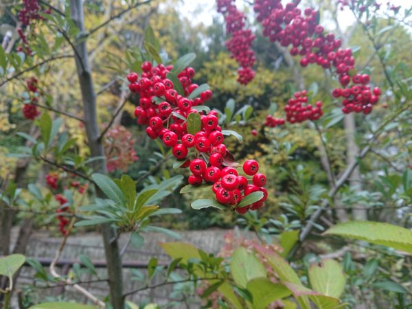 北野町西公園の南天