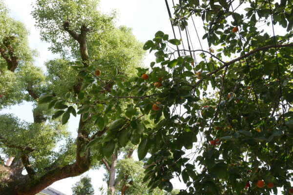 柿の木と果実