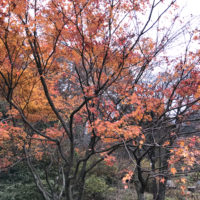 六甲山の紅葉 4