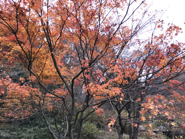 六甲山の紅葉 4